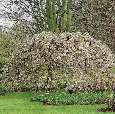 cerisier blanc